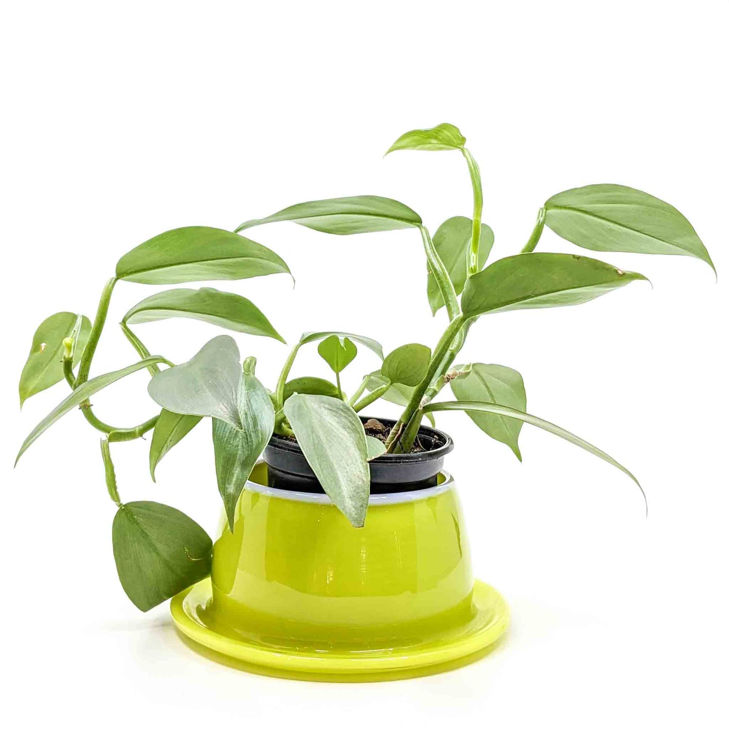 Large Planter