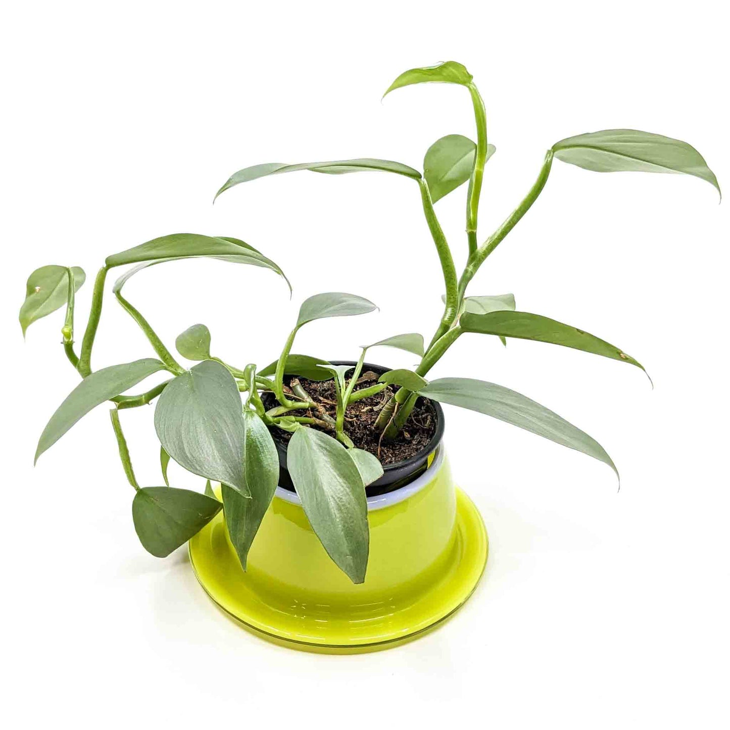 Large Planter
