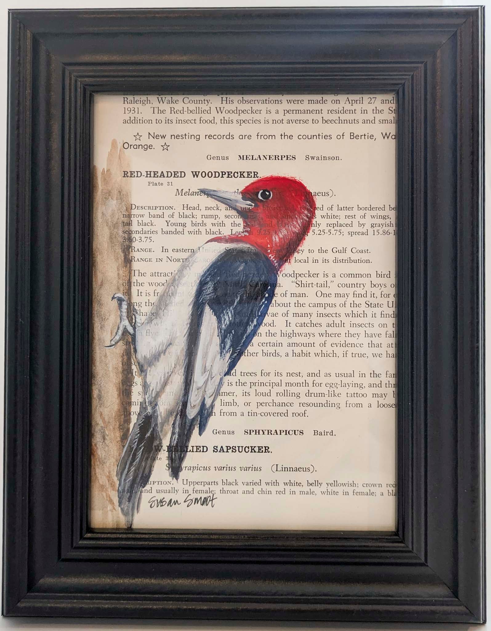 Red-Headed Woodpecker