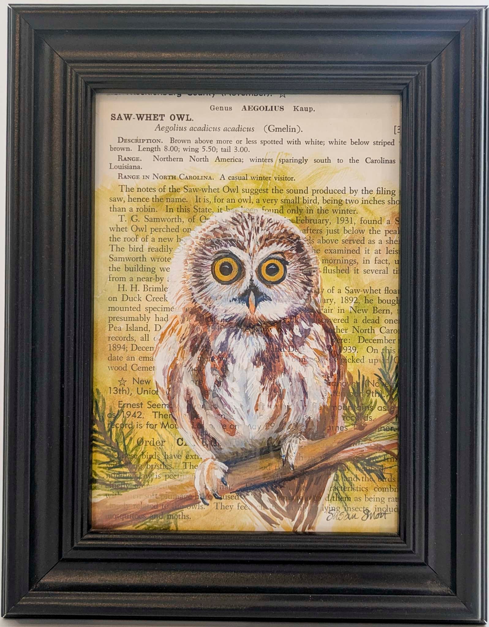 Saw-Whet Owl