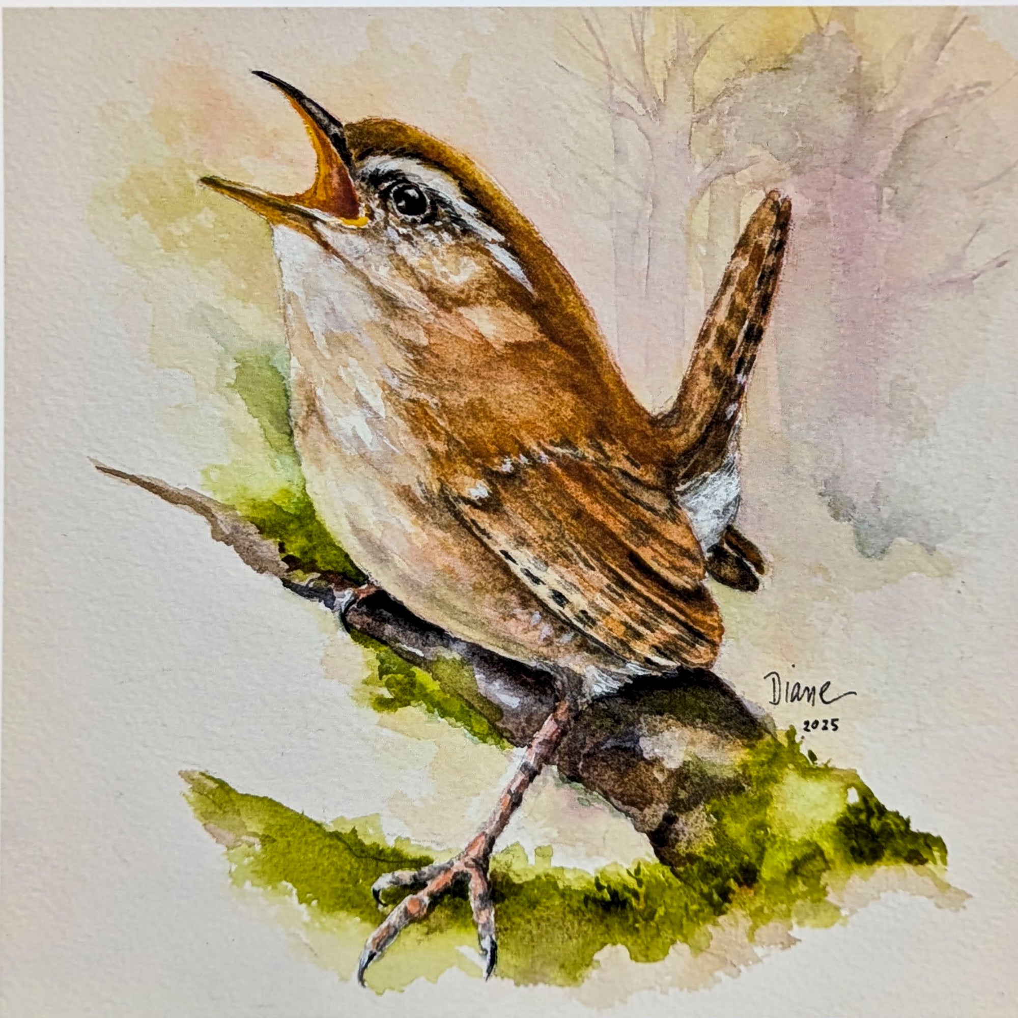 Morning Call Wren