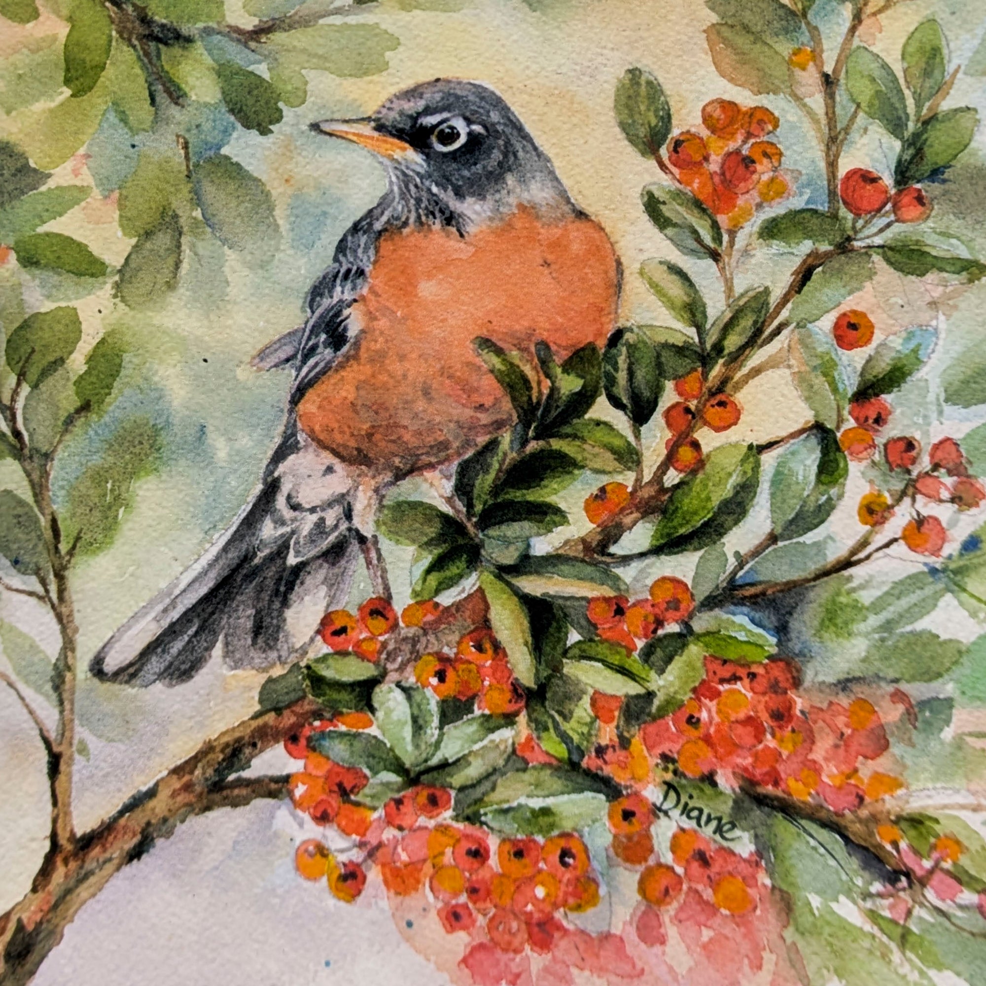 American Robin in Pyracantha