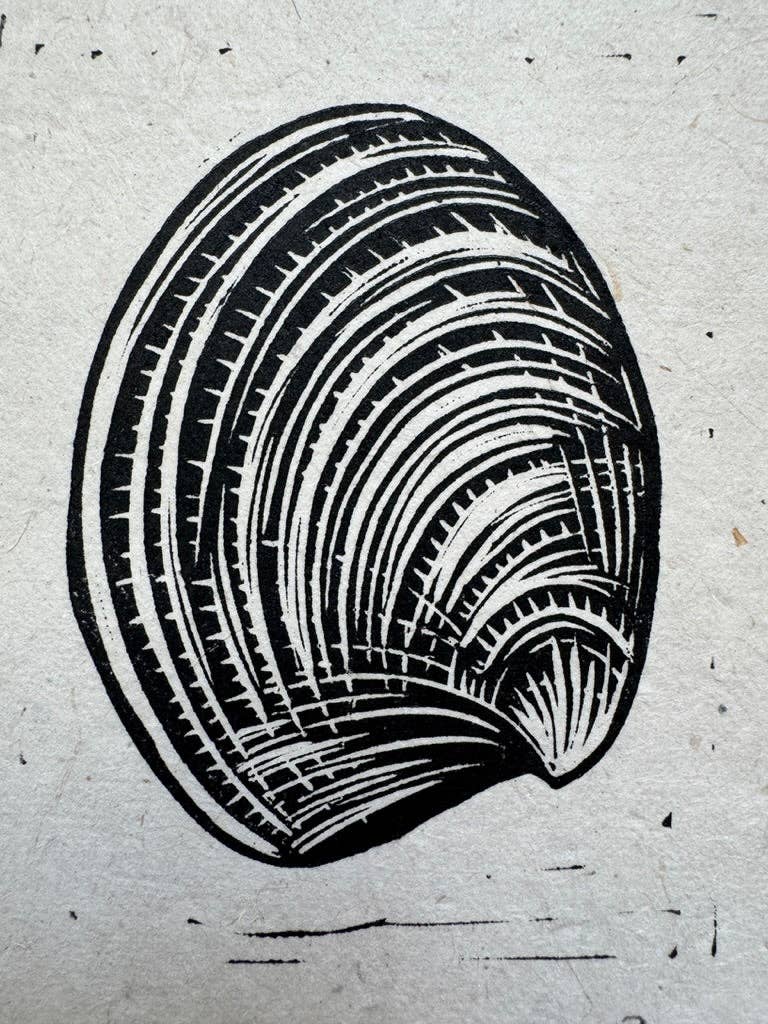 Pacific Littleneck Clam Mini Print