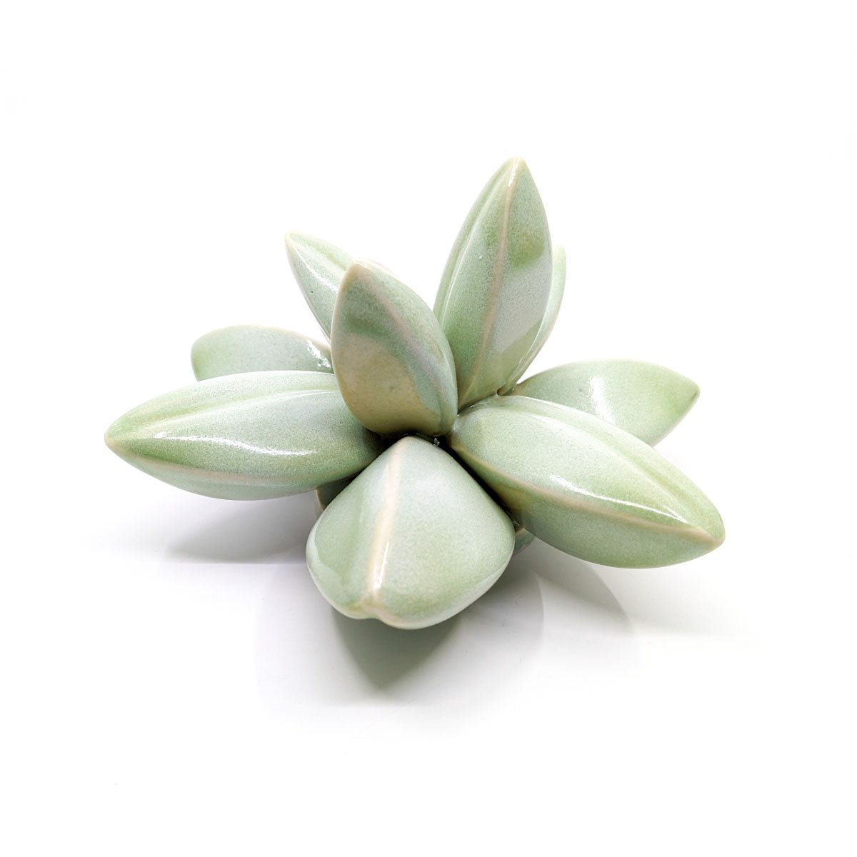 April Cannon - Medium Wallflower - Split Leaf Wallflower (Flat Green) - VISUAL INDEX