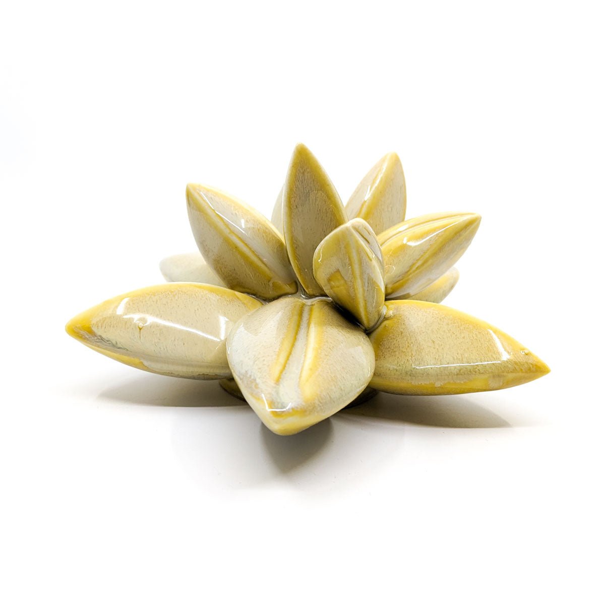 April Cannon - Medium Wallflower - Split Leaf Wallflower (Yellow) - VISUAL INDEX