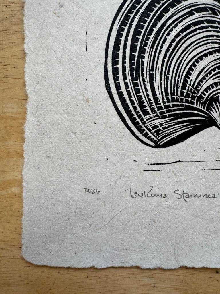 Pacific Littleneck Clam Mini Print