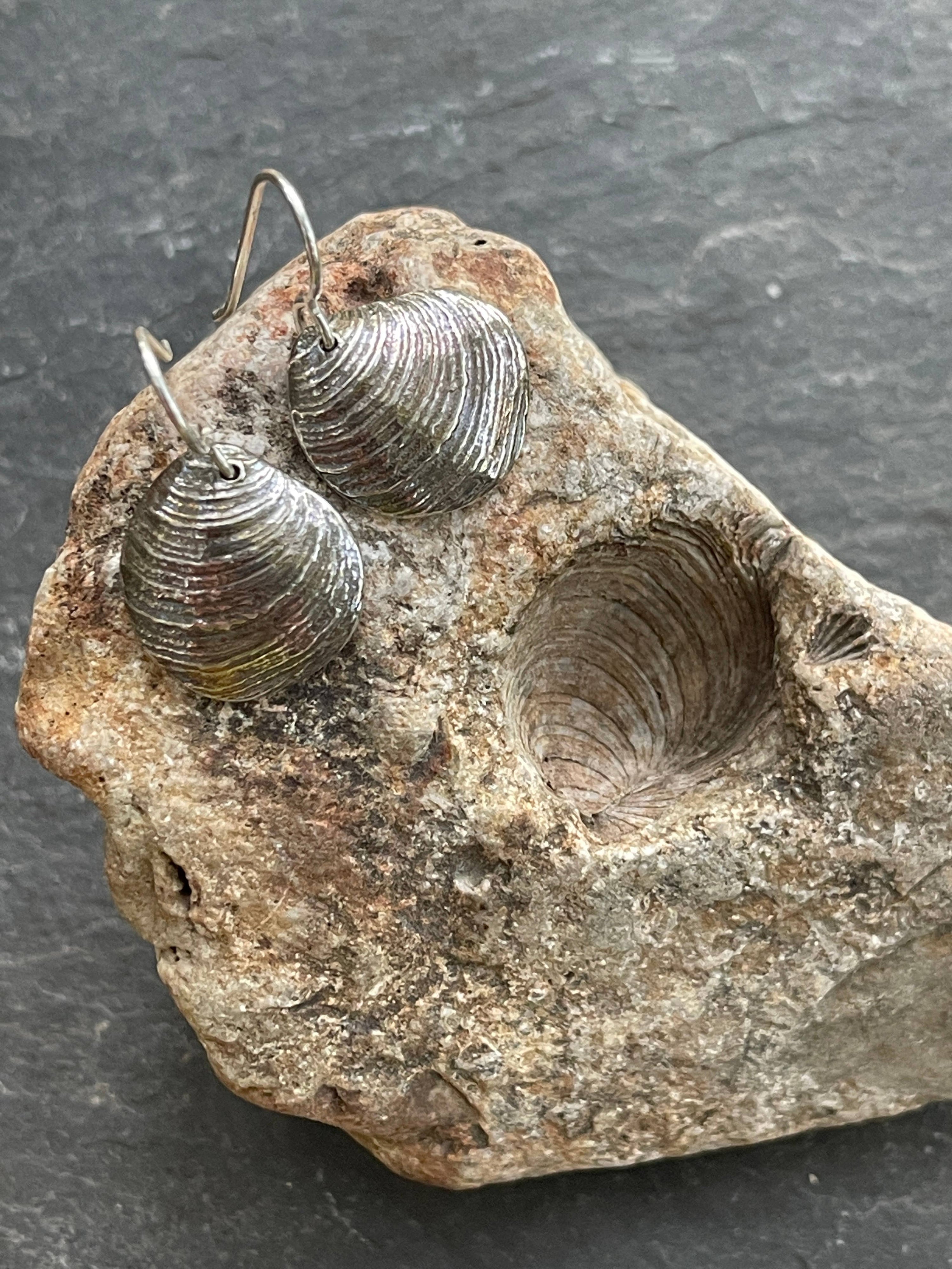 Cockle Fossil Dangly Earrings- Sterling Silver