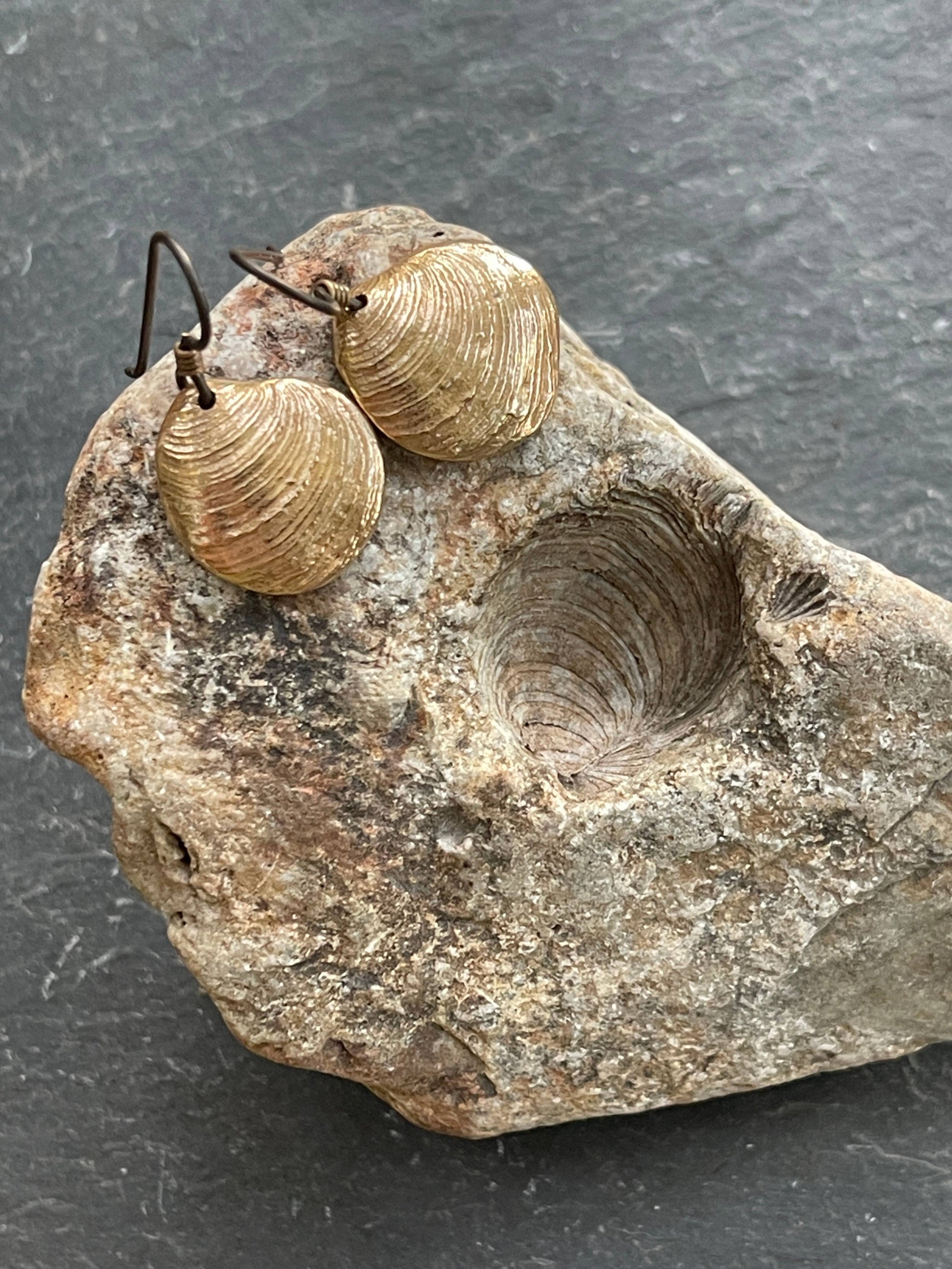 Cockle Fossil Dangly Earrings- Bronze