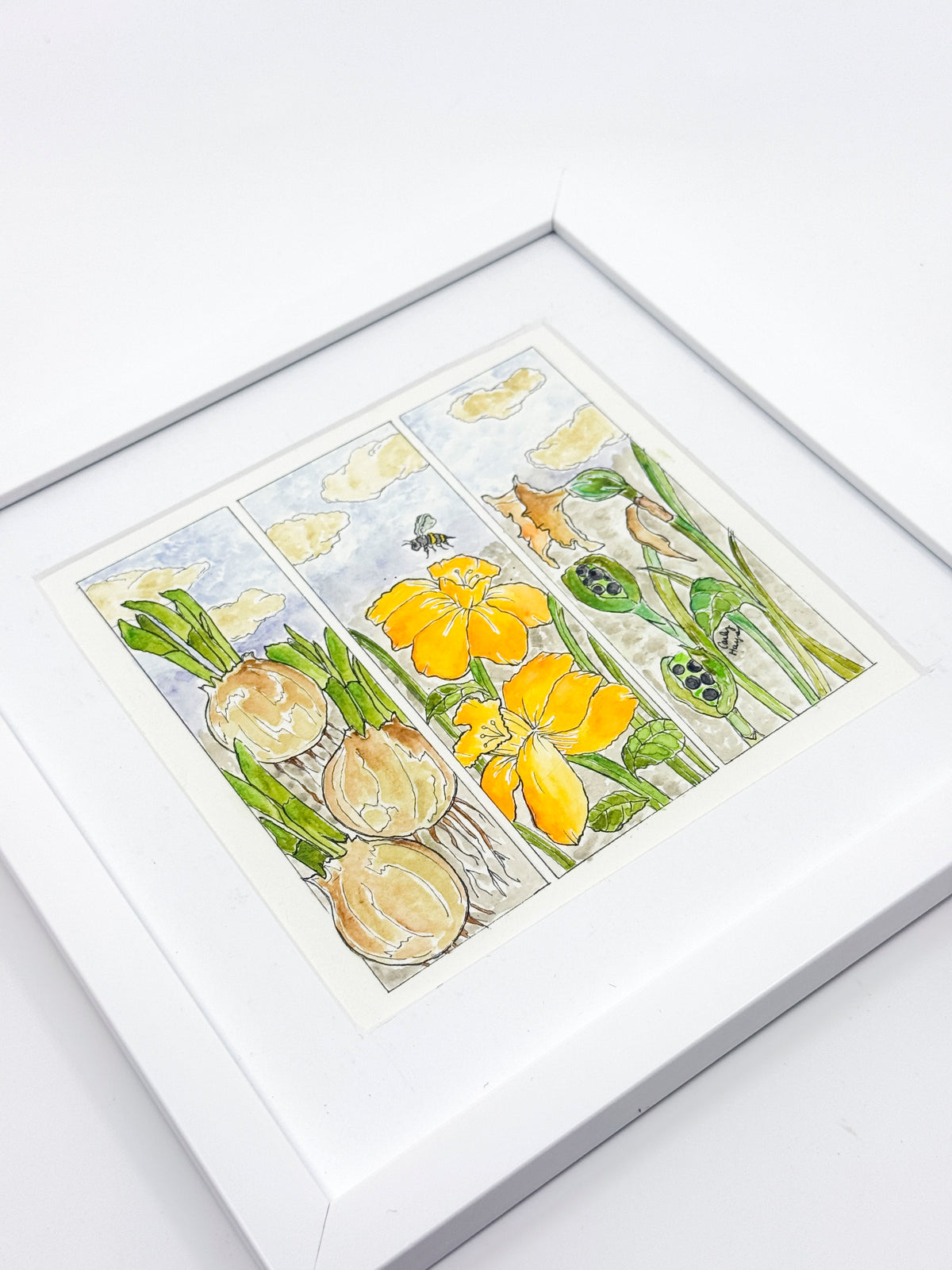 Daffodil Life Cycle
