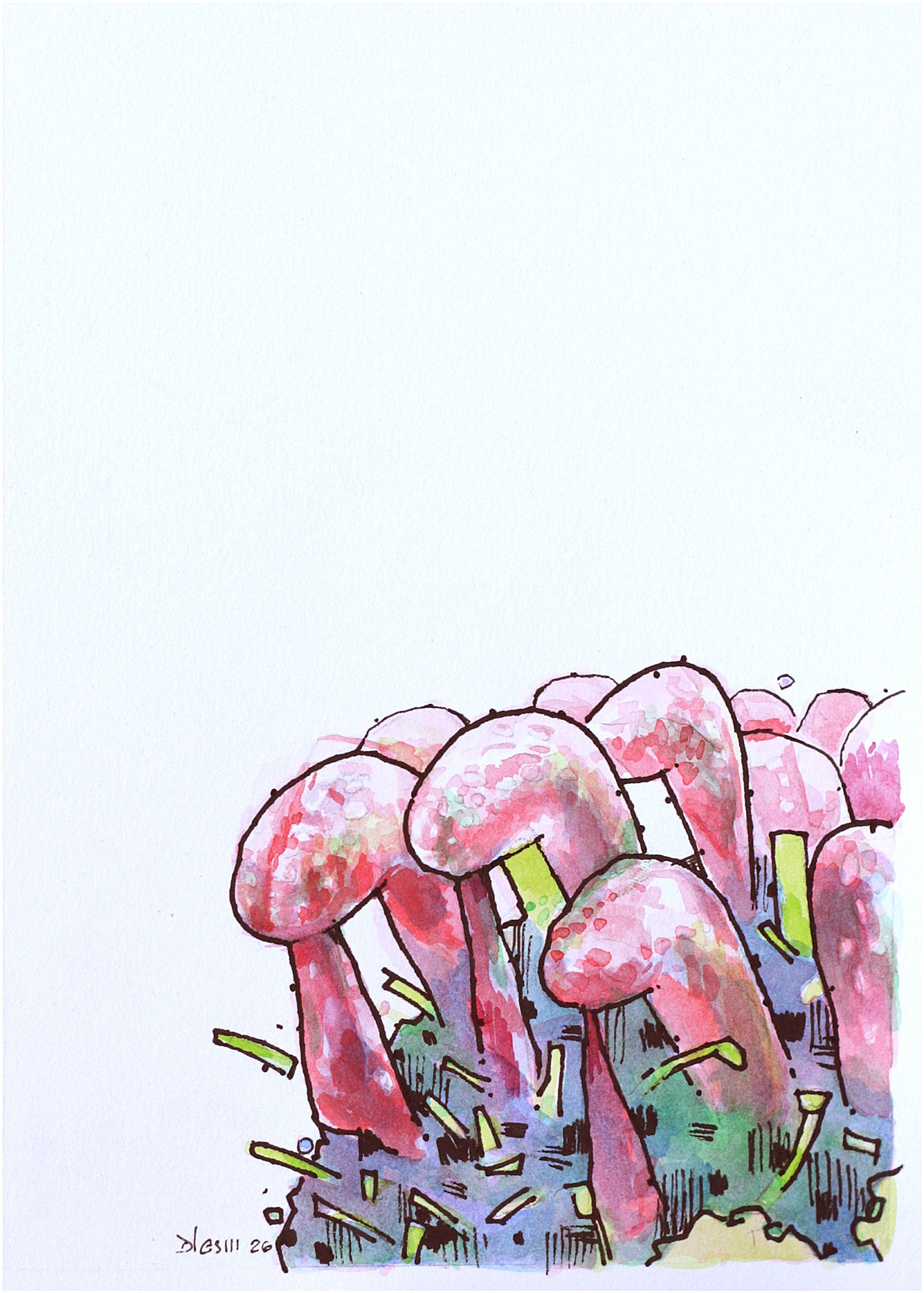 Darlingtonia-original drawing