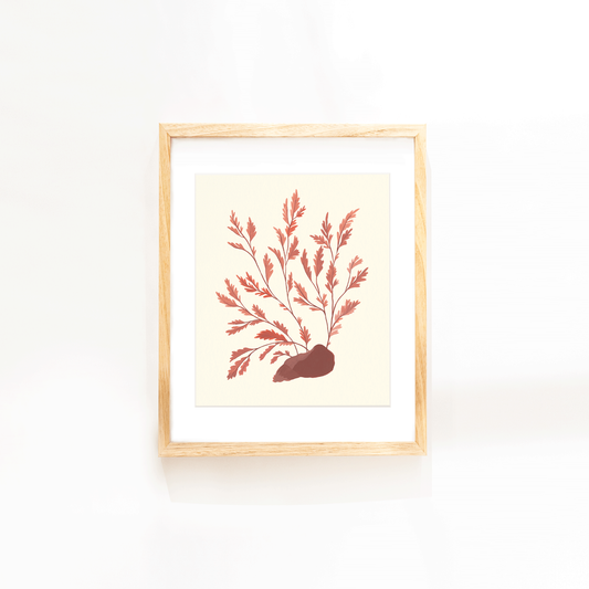 Seaweed Study- Print