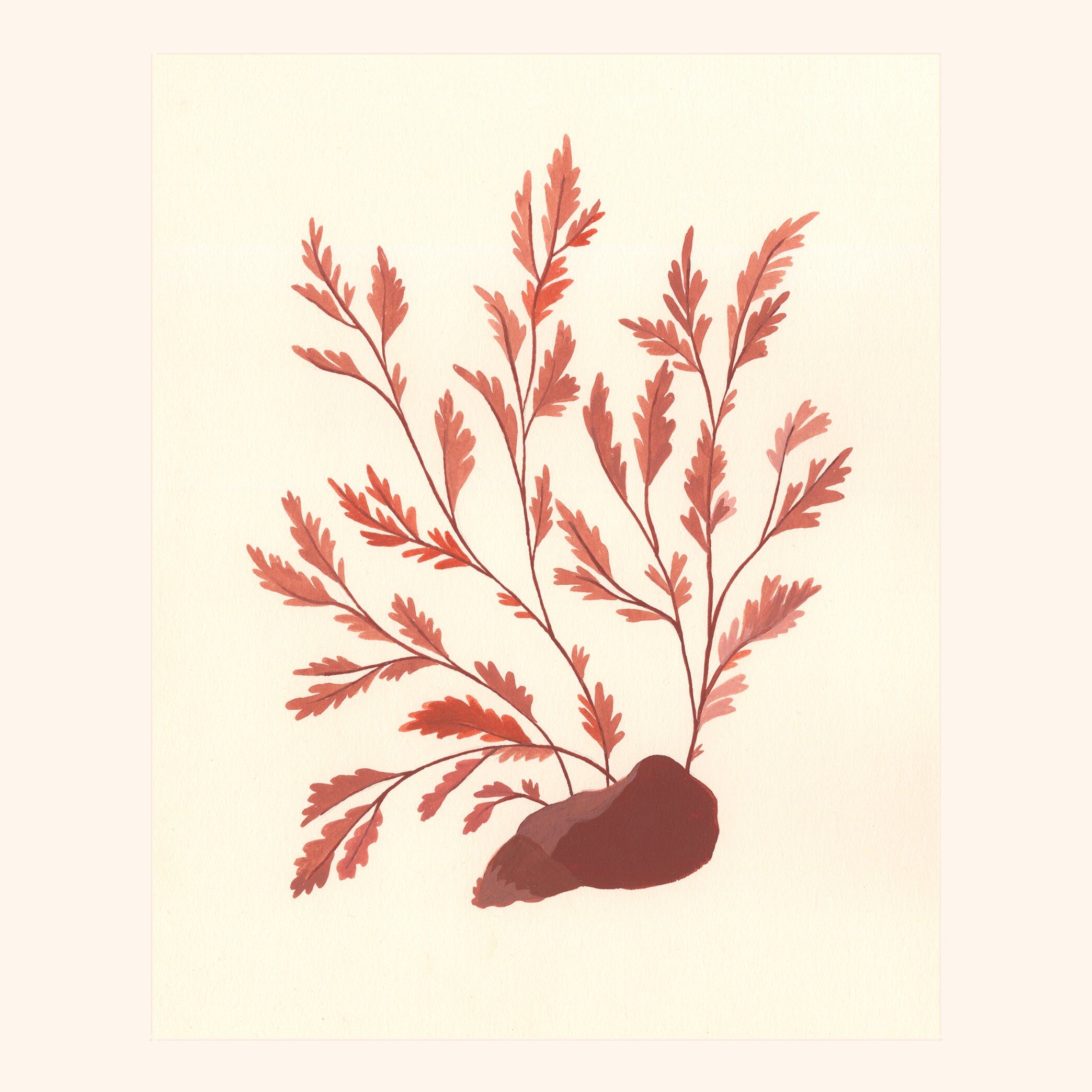 Seaweed Study- Print