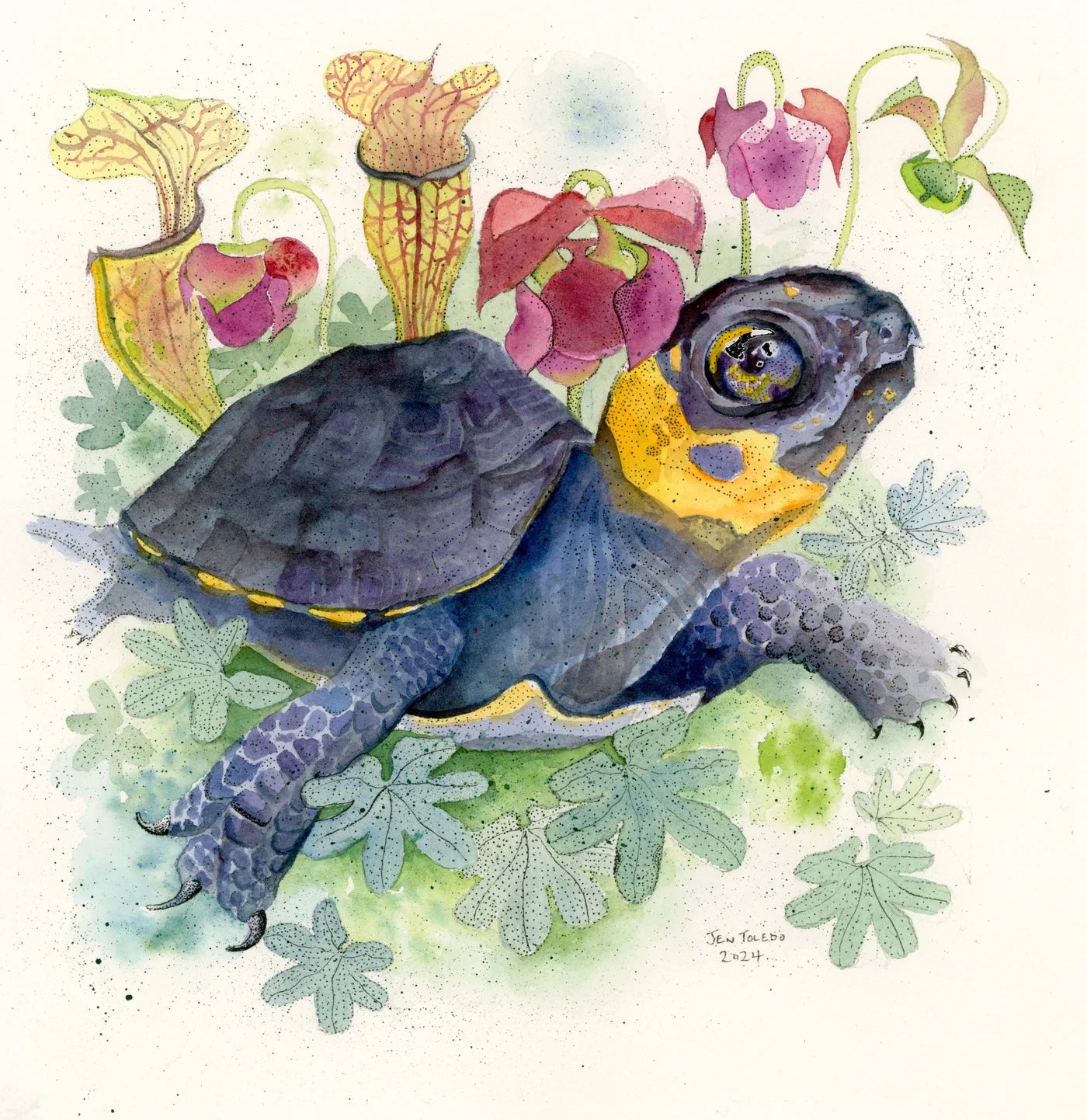 Baby Bog Turtle- Print