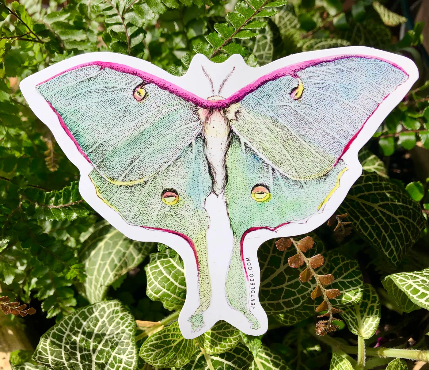 Luna Moth- Sticker