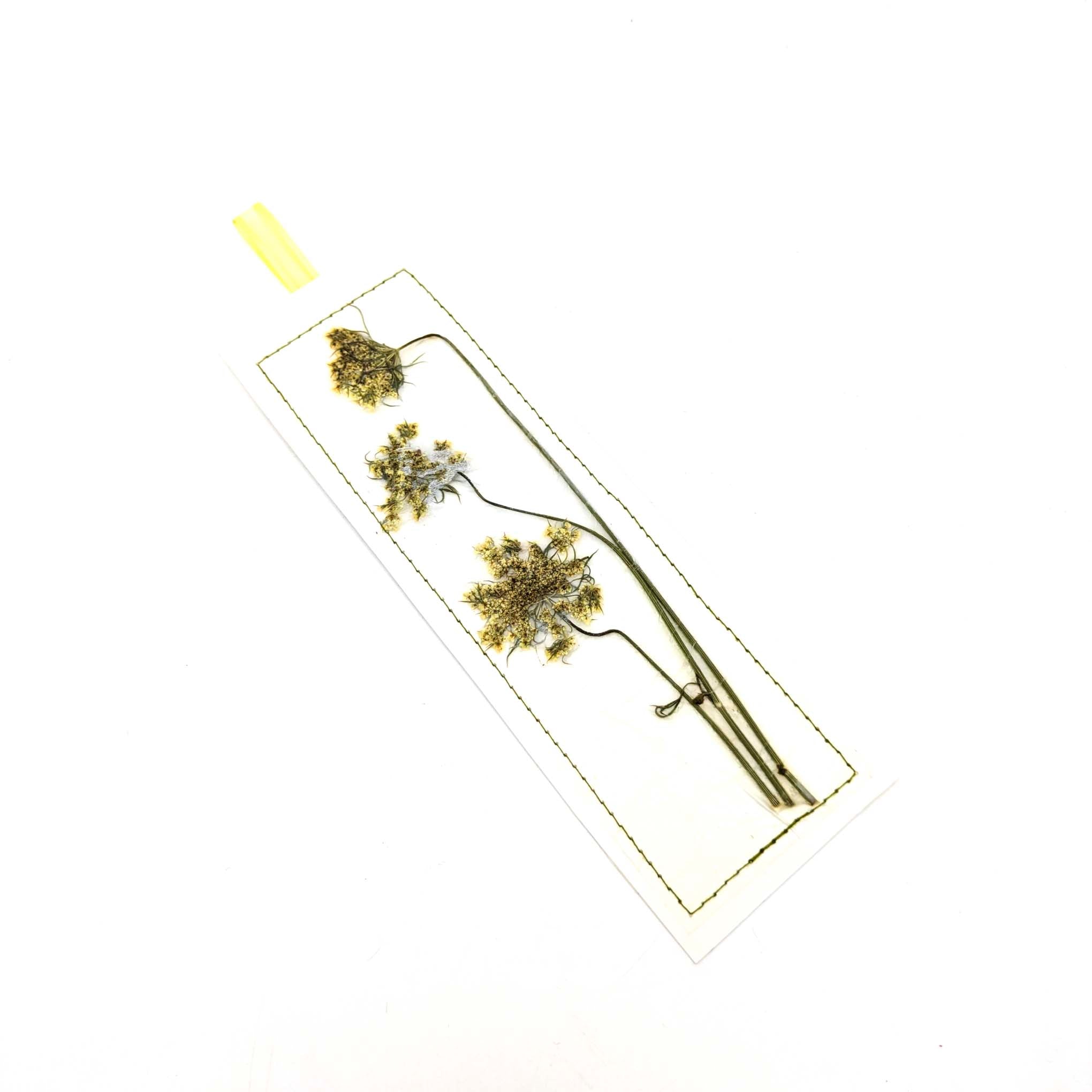 Pressed Flowers & Leaves Bookmarks