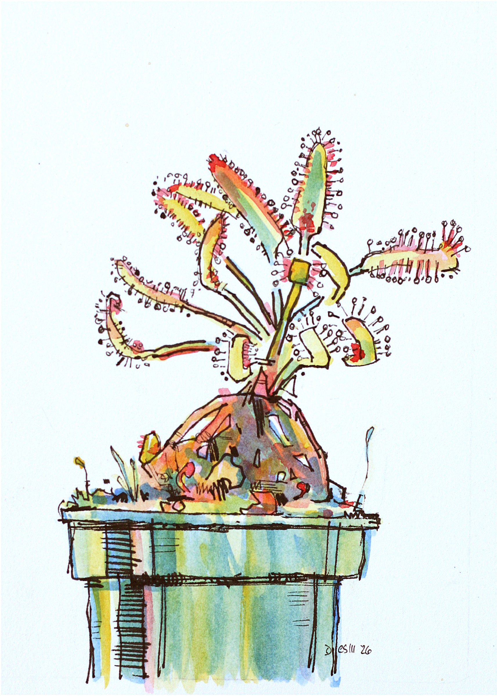 Sundew-original drawing
