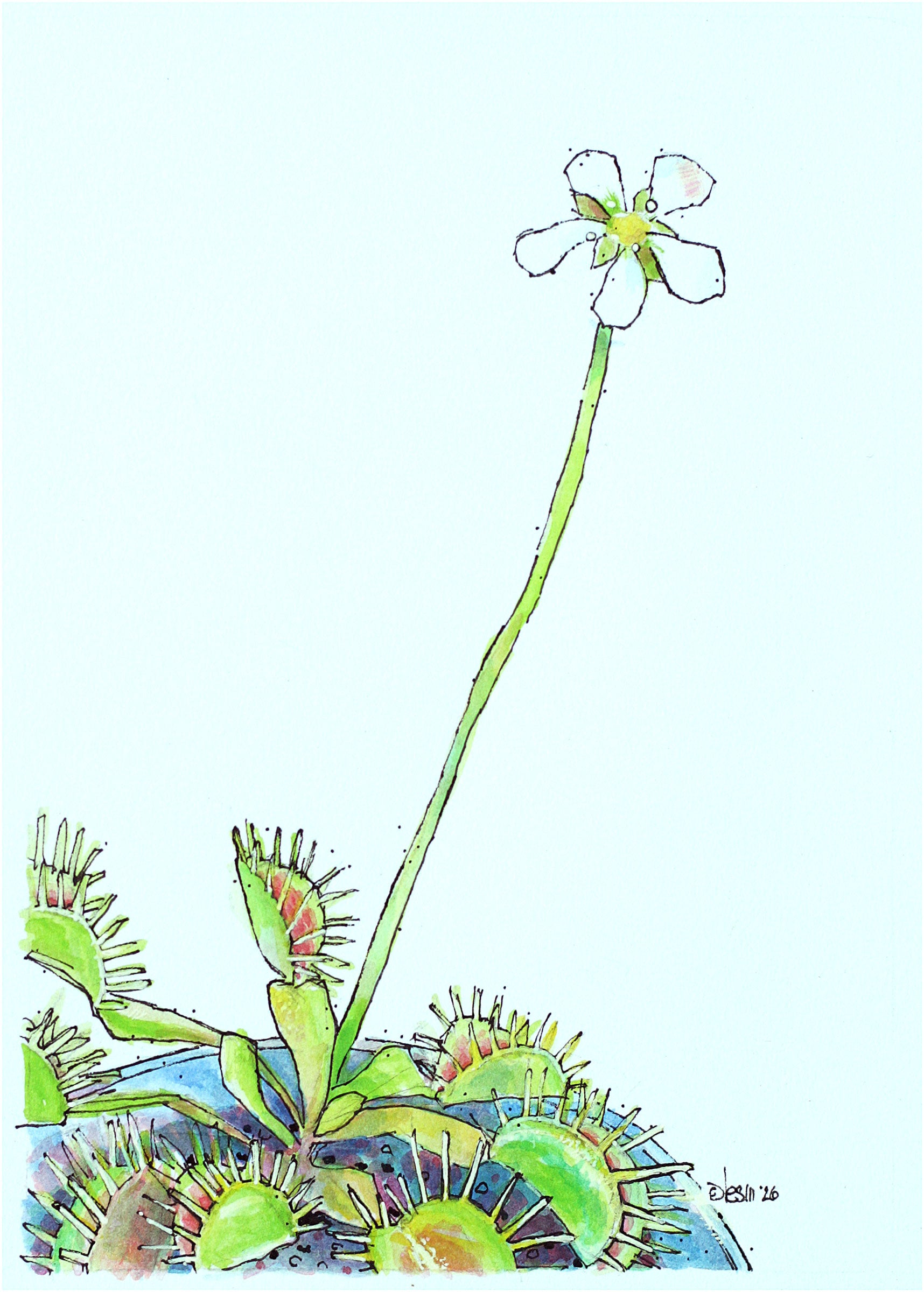 Venus Flytrap-original drawing