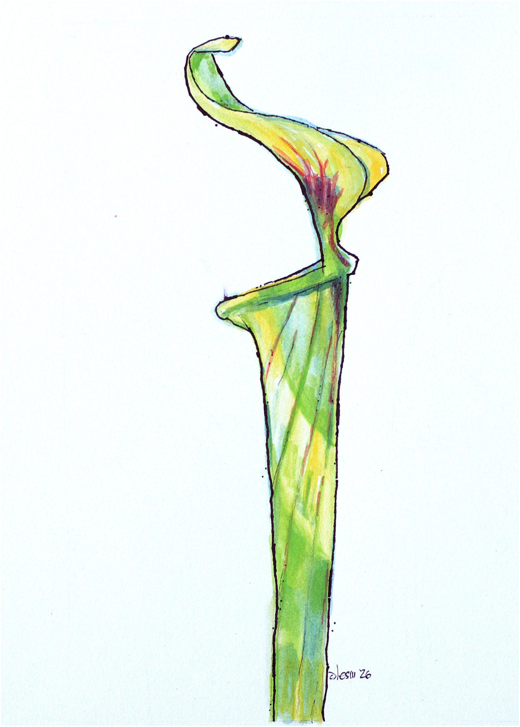 Yellow Pitcher Plant-original drawing