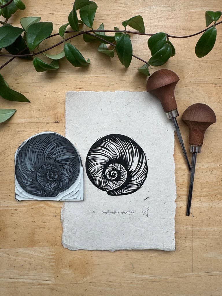 Aleutian Moonsnail Mini Print