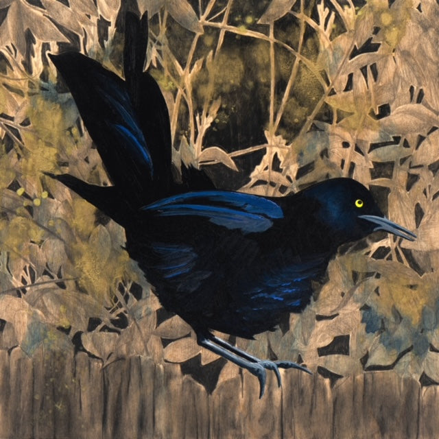 Eclipse Grackle- Prints