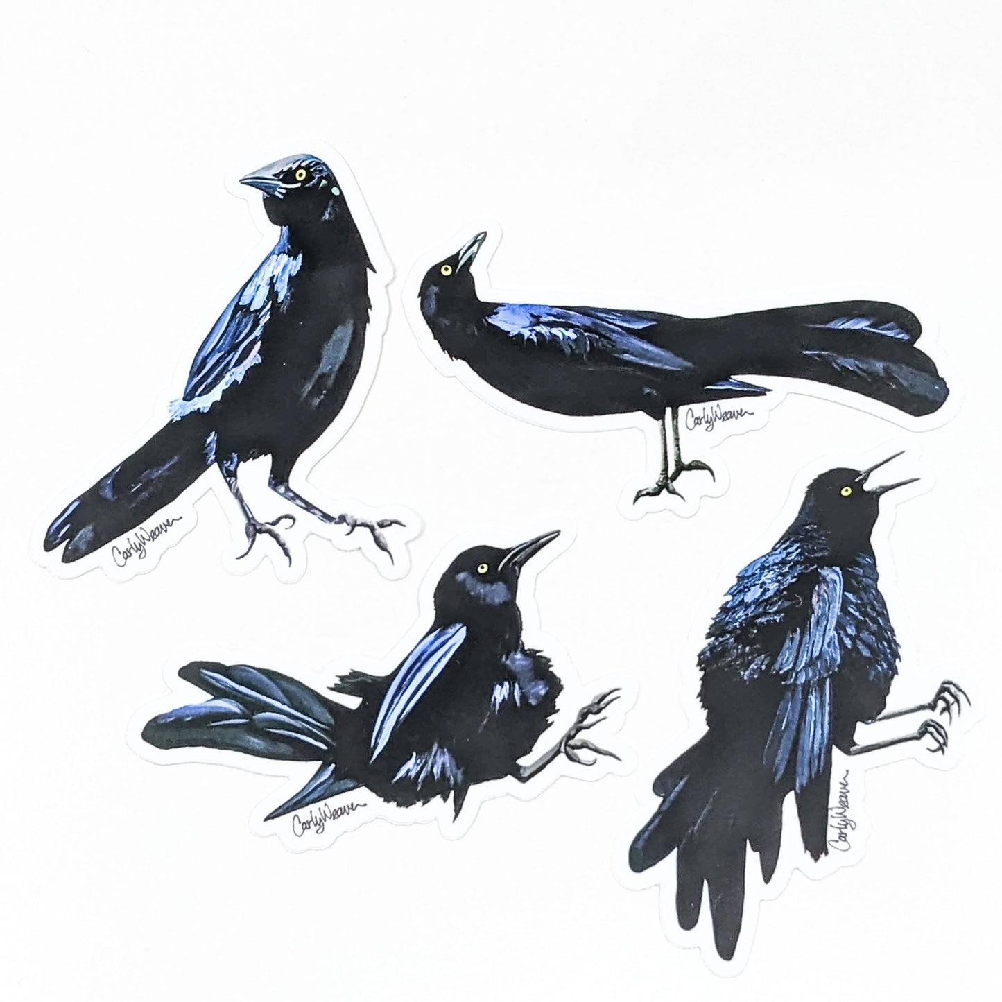 Grackle- Stickers (4 Pack)