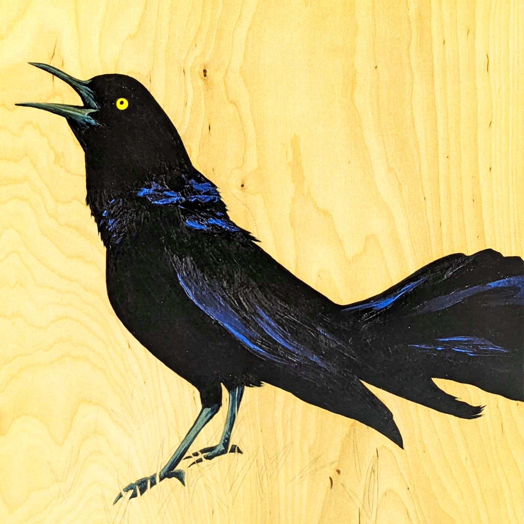 Grackles